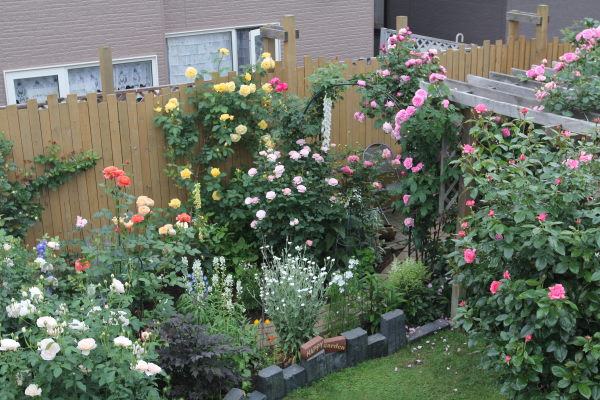 北の花人ブログ バラの小さな庭づくり