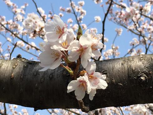 桜の木と花