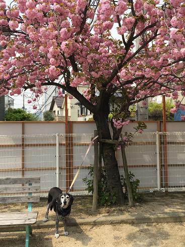 八重桜とソフィー