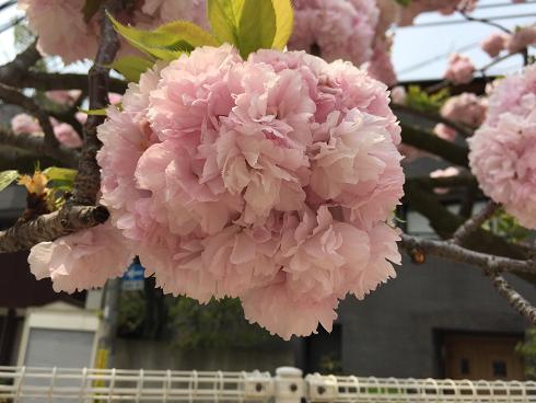 薄いピンクの八重桜