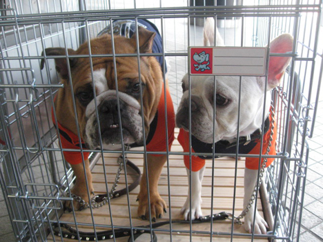 ワンコ連れ旅行に制限が！エア・ドゥは、6月から9月まで、犬種限定で犬の預かりを中止に！