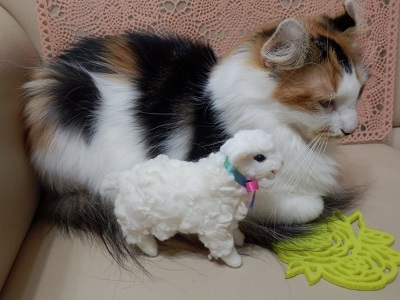 羊毛＆猫