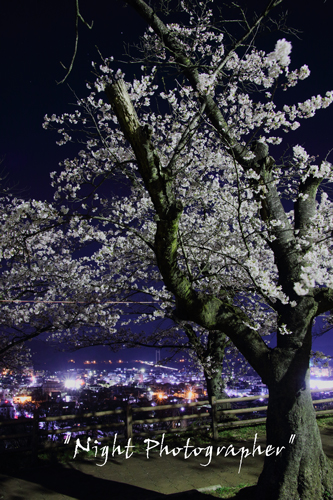 夜桜2015　花明り