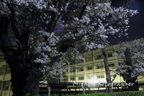 夜桜2015　学び舎