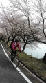 2015-4-12-奥琵琶湖お花見ｻｲｸﾘﾝｸﾞ-要約-4-登り-2