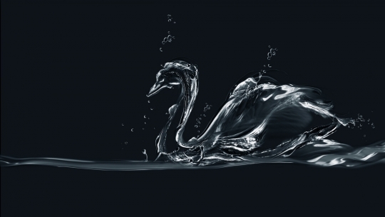 water-swan