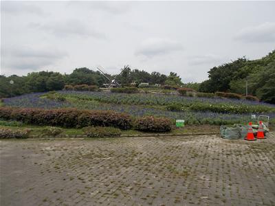 名城公園「花の山」除草＆清掃イベントimage017