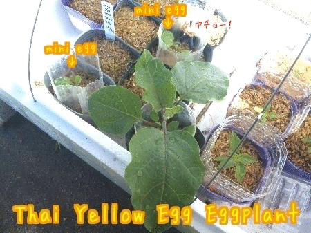 Thai Yellow Egg Eggplant (gif)