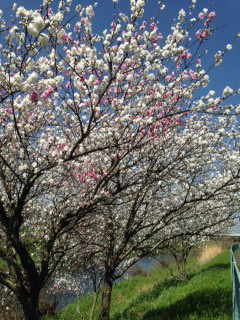 ﾗﾝﾆﾝｸﾞｺｰｽの桜