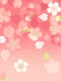 桜ポストカード-3