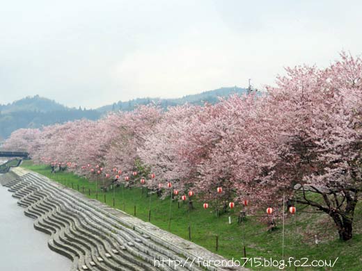 田布施川の桜