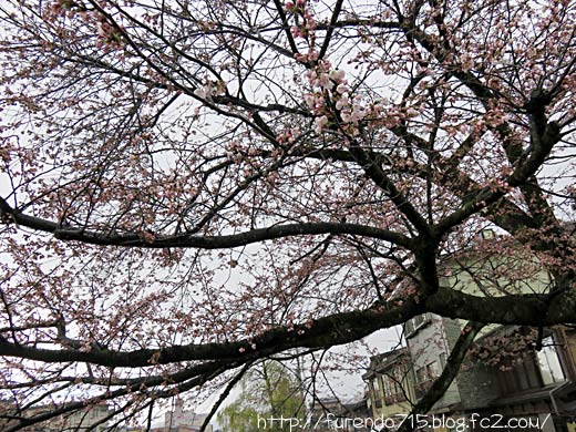 高山の桜