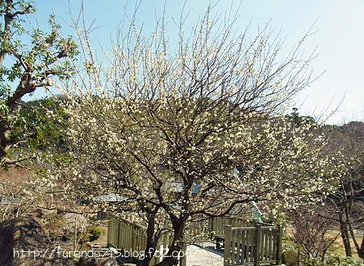 冠山総合公園梅まつり