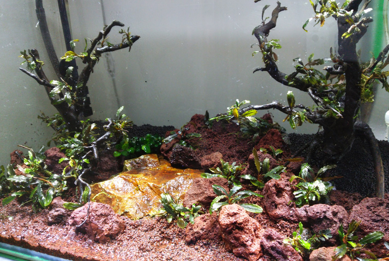 溶岩石 レッドロック アクアリウム低床 ろ材 観葉植物 多肉植物