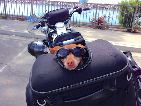アメリカをハーレーで走る 愛犬とのタンデム用にキングツアーパックにクリアキン4199ドッグキャリアバッグ装着