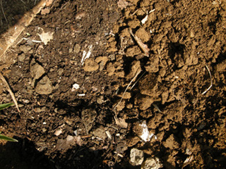 腐葉土と造成土