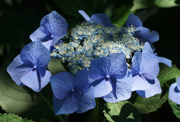 青い額紫陽花6301