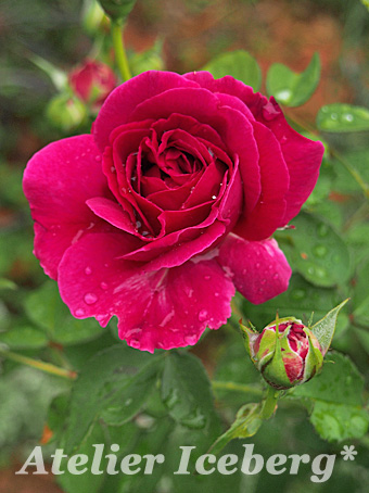rose2015_32.jpg