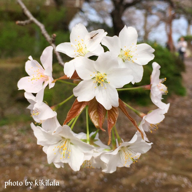 さくら山桜2　白の花 御苑 15-04-06