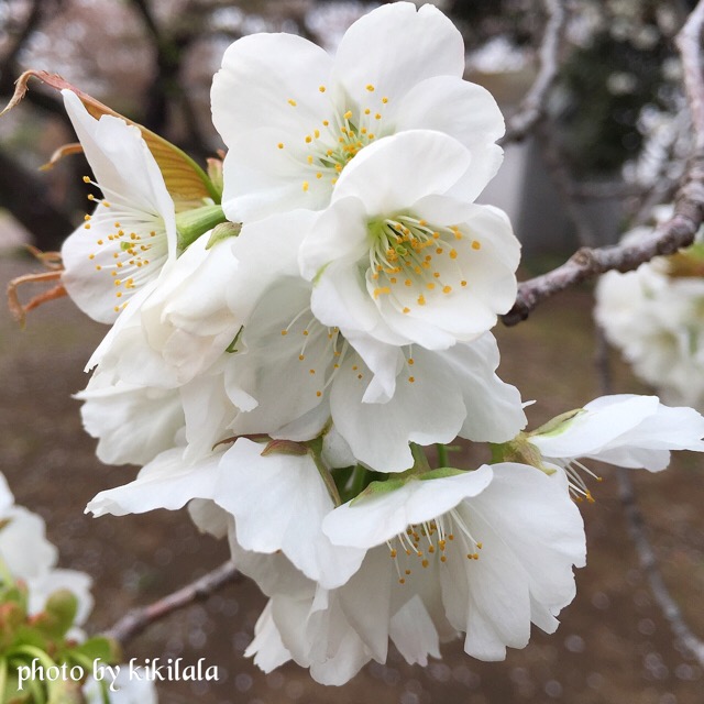 さくら大島桜22　白の花 御苑 15-04-06