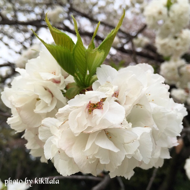 さくら白妙32　白の花 御苑 15-04-06