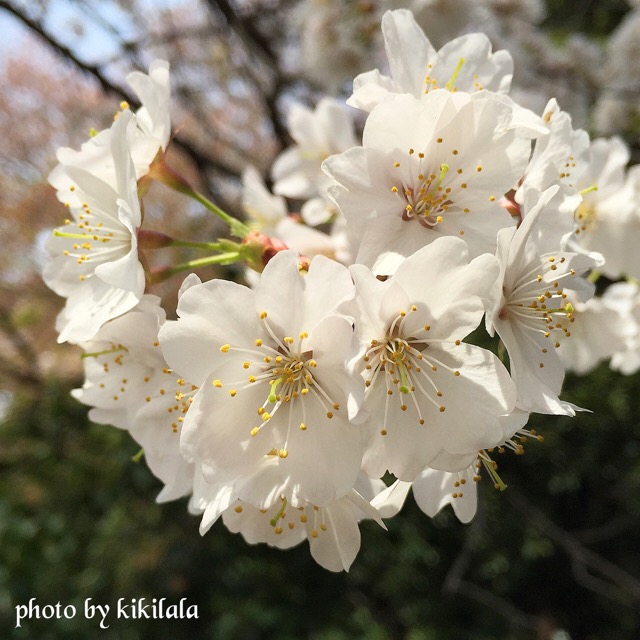さくら霞桜2 桃の花 04月 御苑 15-04-12