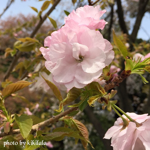 さくら五所桜2 桃の花 04月 御苑 15-04-12