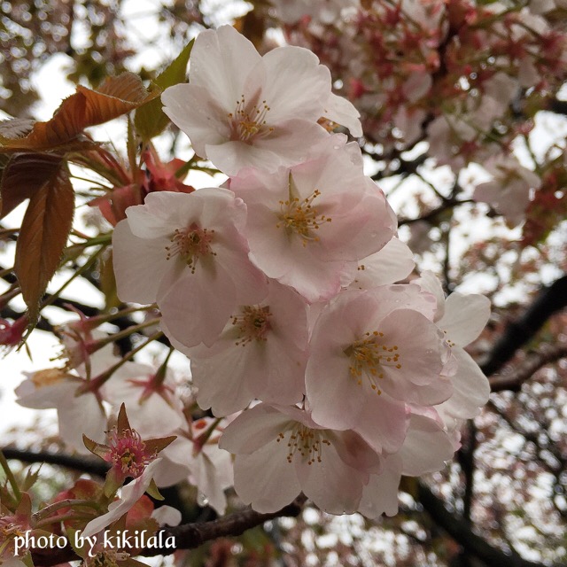 さくら嵐山2 桃の花 04月 御苑 14-04-14