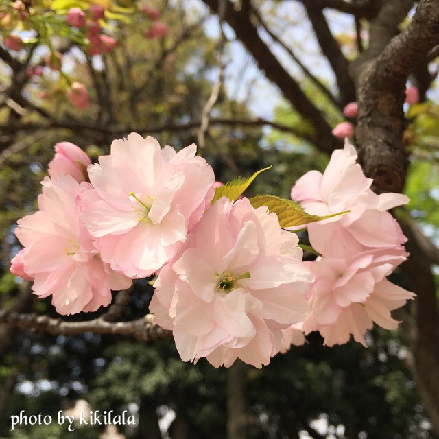 さくら簪桜2 桃の花 04月 御苑 15-04-16