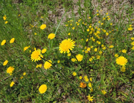 黄色い野の花