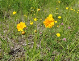 黄色い野の花