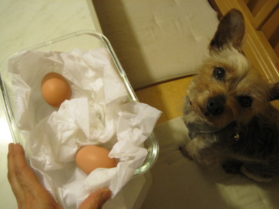 ママリンがもらってきた卵はボクのお口には入りませんでした、クスン