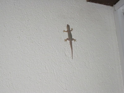 ホテルのレセプションでお迎えしてくれたのは Gecko(ゲッコー＝ヤモリ)ちゃん。