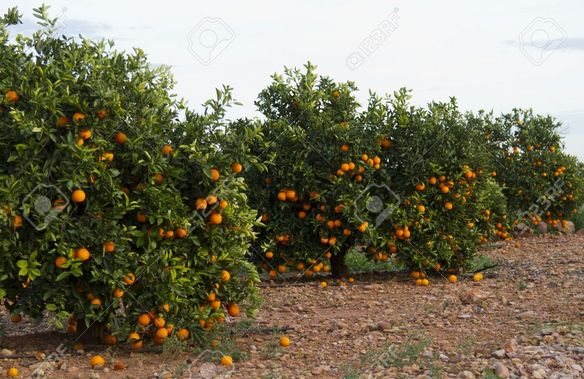 スペインのオレンジ (5)