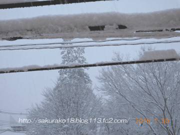 2015年1月30日雪