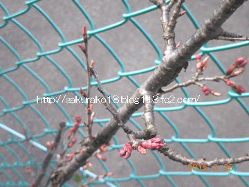 2015年3月日25日プランターの桜