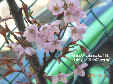 2015年4月2日プランターの桜2
