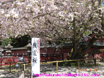 2015年4月26日塩釜神社桜