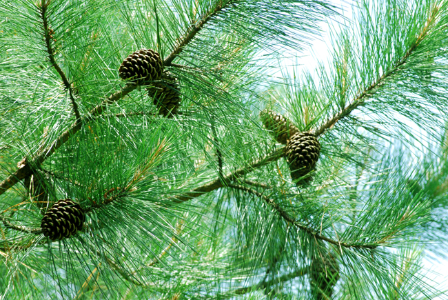 pinetree6.jpg