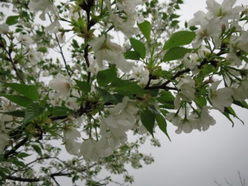 ２５年庭の桜 (4)