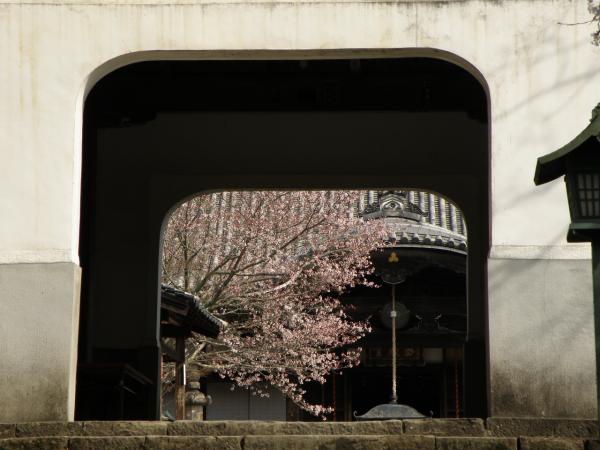 根来寺　鐘楼門から向こうの桜が見える