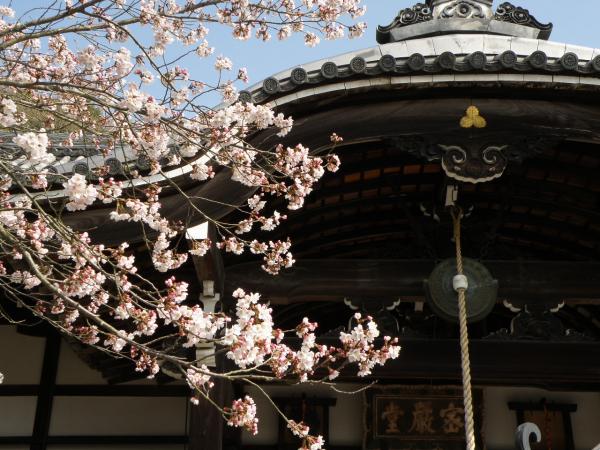 根来寺の光明殿と桜