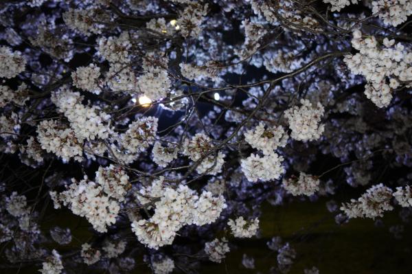 夜桜７