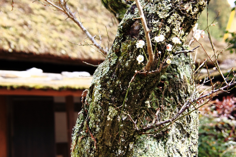 茅葺屋敷の梅の枯木 (800x533)