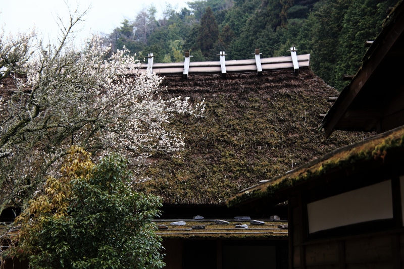 茅葺屋敷の梅の花 (800x533)