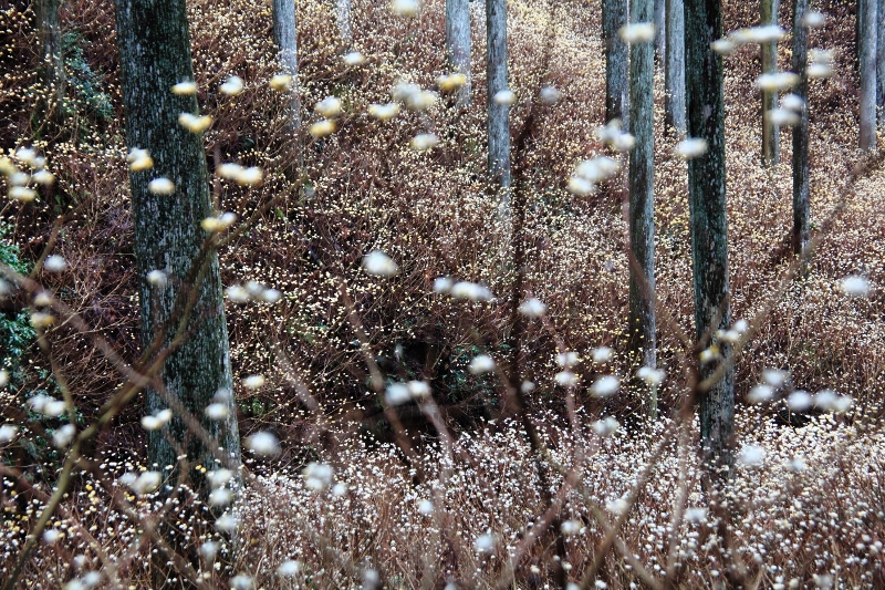 ミツマタの花吹雪２ (800x533)
