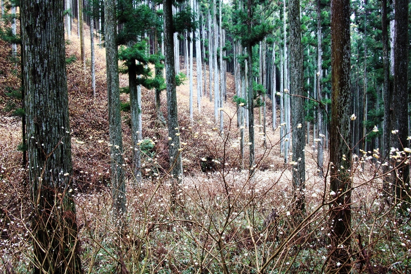 ミツマタの森 (800x533)