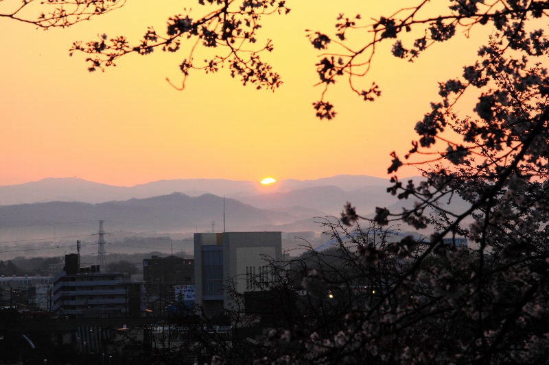 日の出と桜 (800x533)