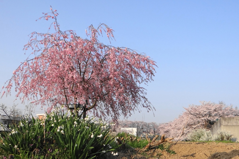 春の風景 (800x533)