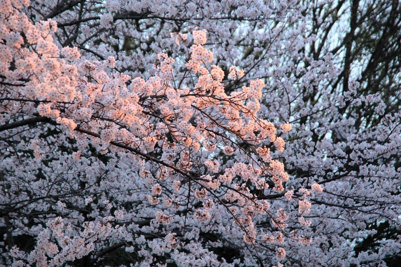 外灯に染まる桜 (1280x853) (800x533)